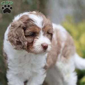 Dusty, Cavapoo Puppy